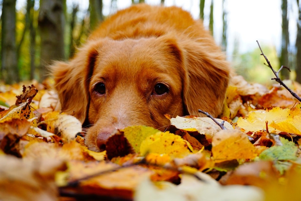 viraltag hond foto